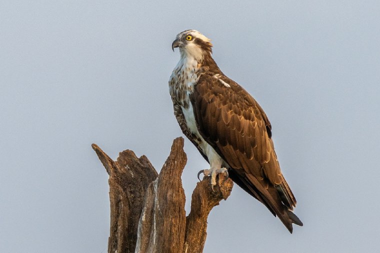 133 Nagarhole NP.jpg